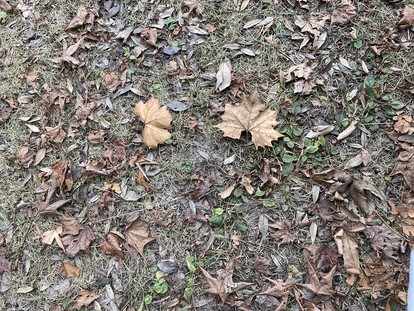 地面のもみじの葉