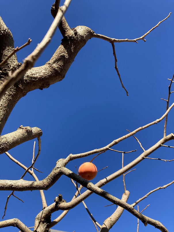 空に映る柿の木-1
