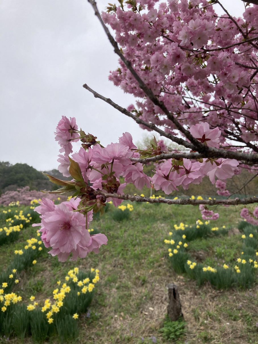 Photo_八重桜