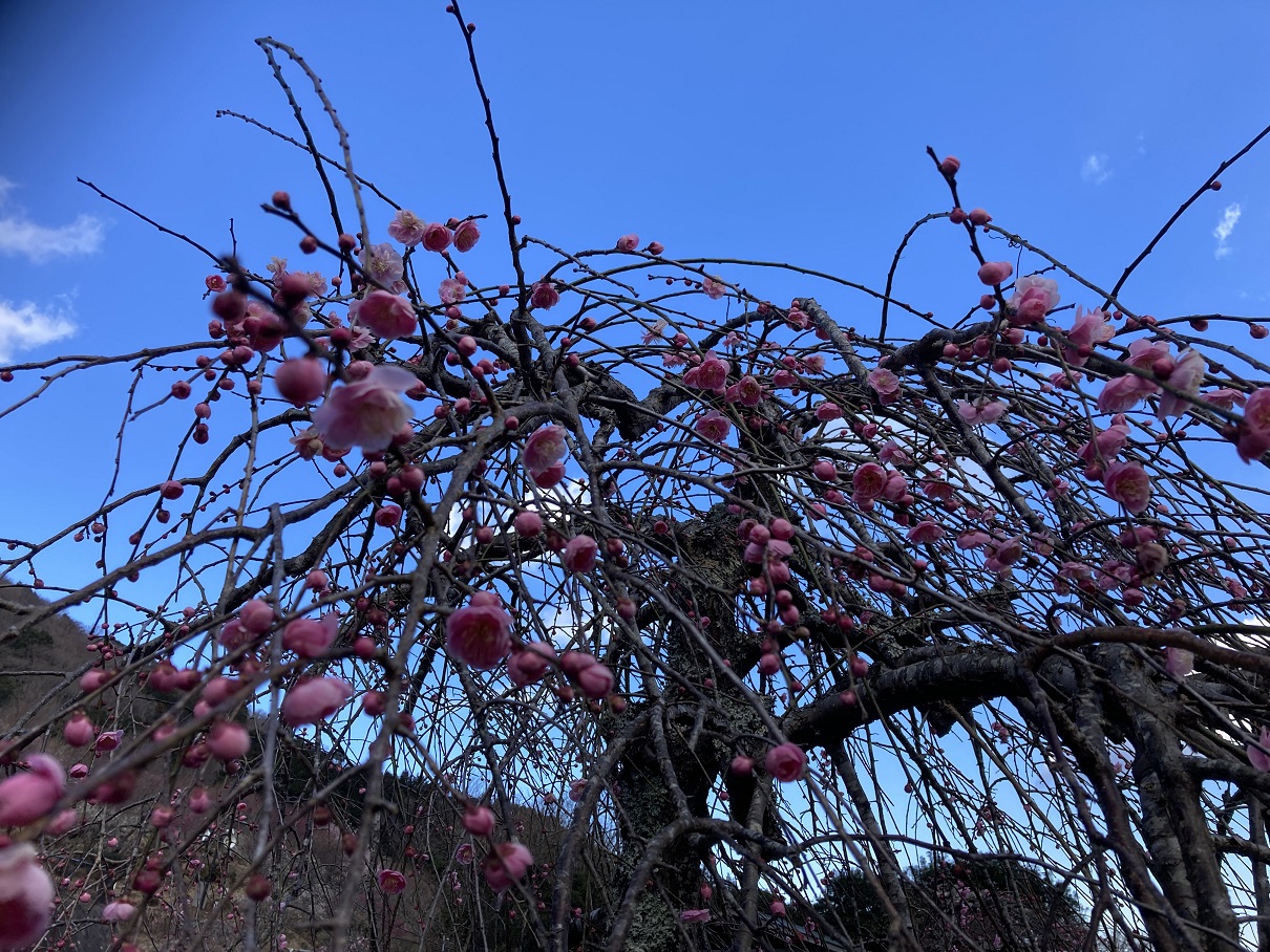 梅の花-2