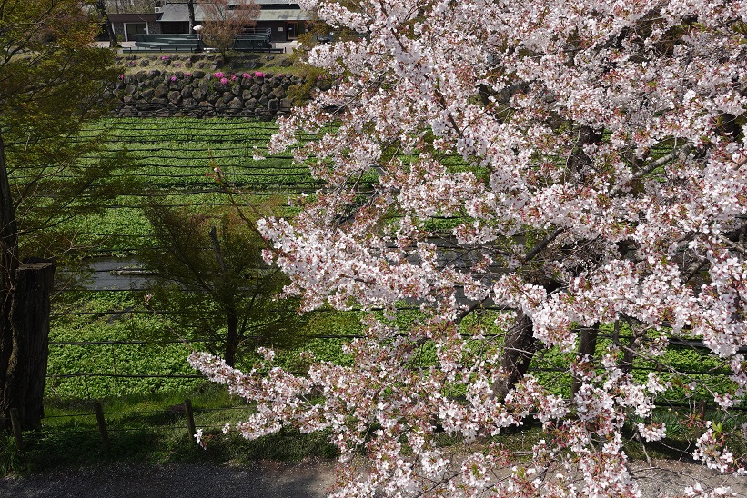 Photo_わさび畑-2