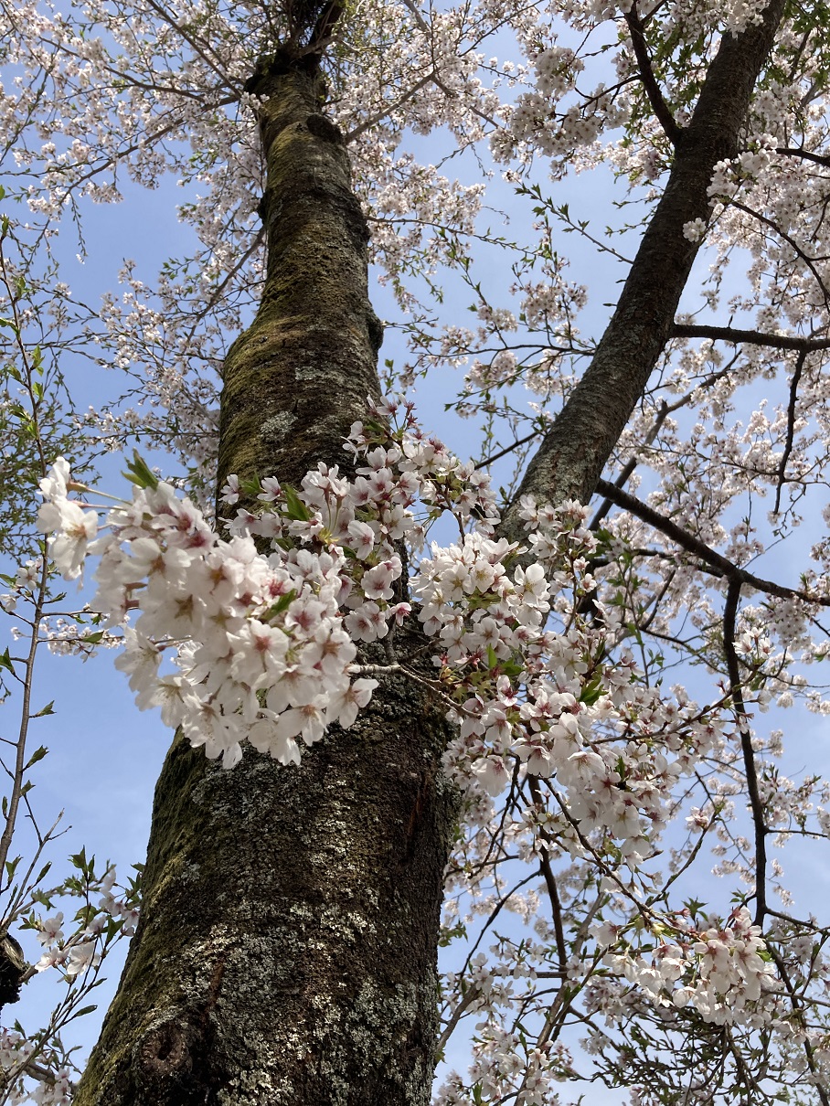 Photo_桜-1