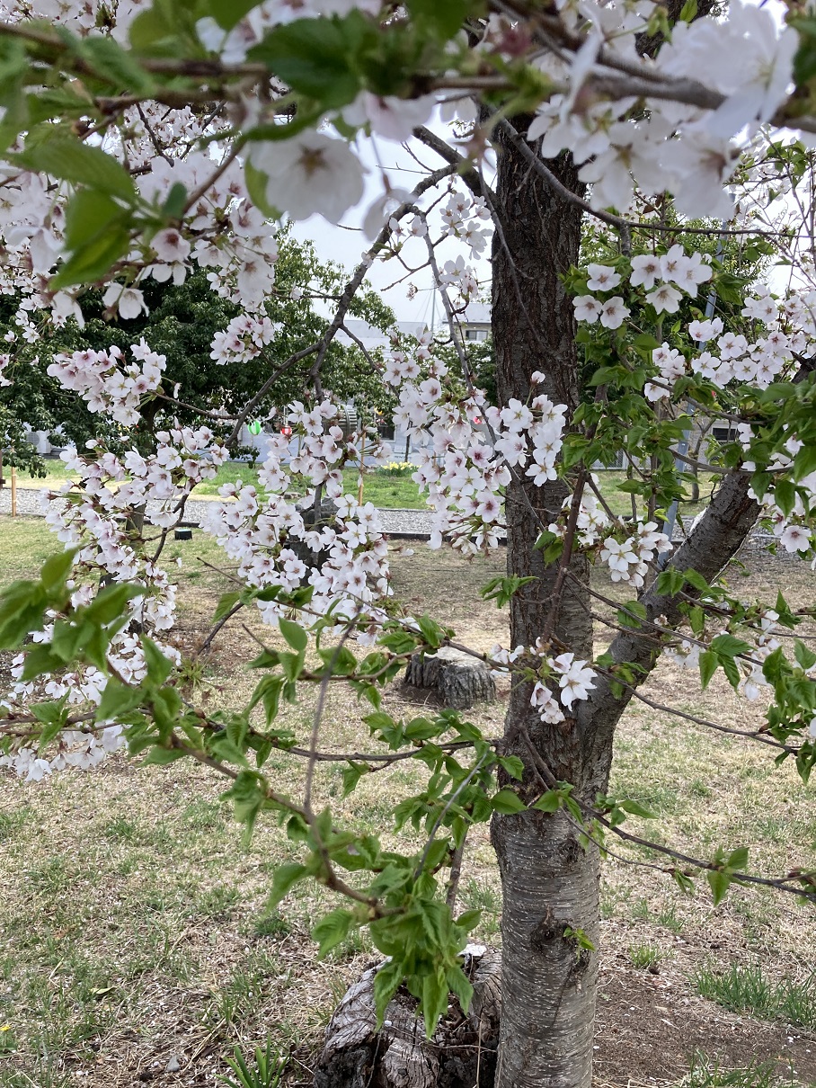 Photo_桜-2