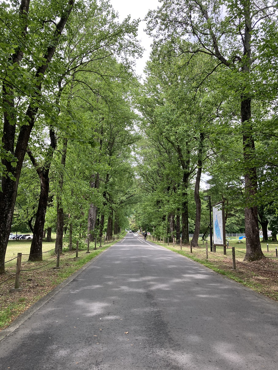芽吹きの風景-2