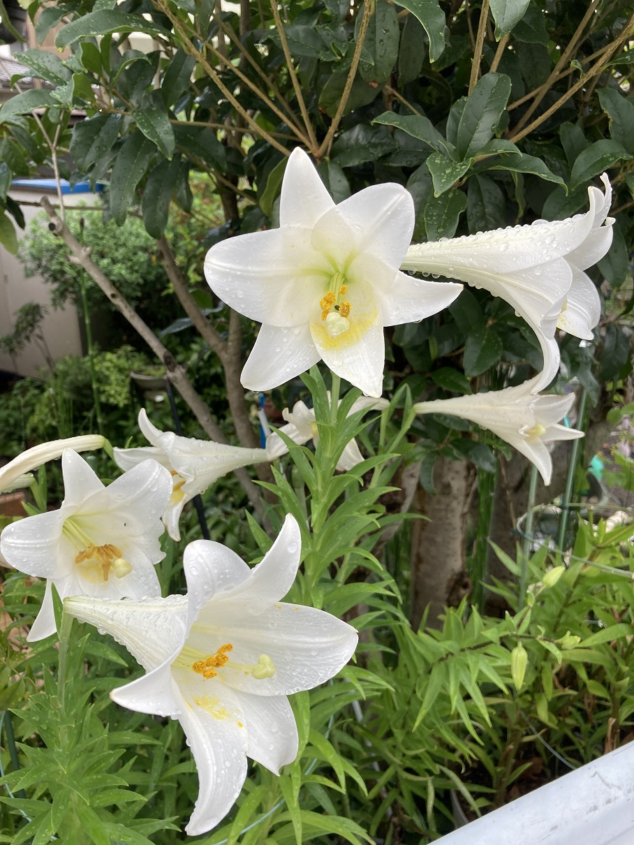 ６月の雨のち晴れ-2