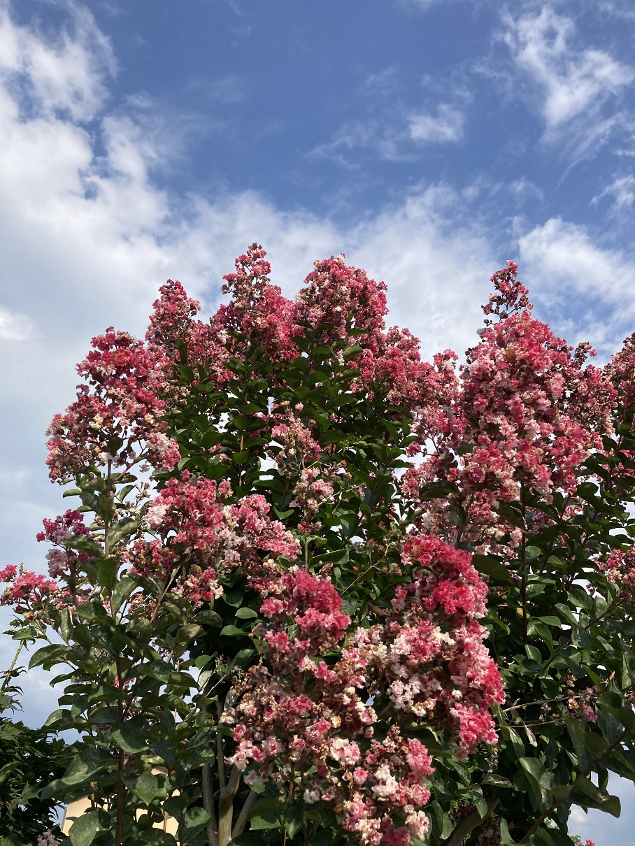 Photo_百日草-1