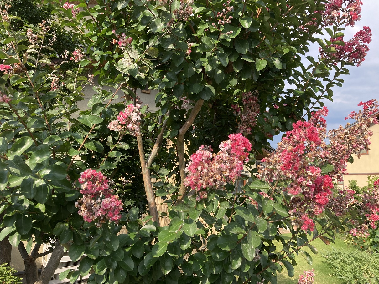 Photo_百日草-2