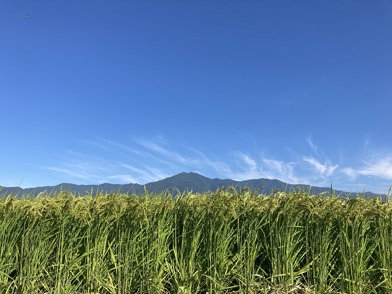 山を背にした稲穂