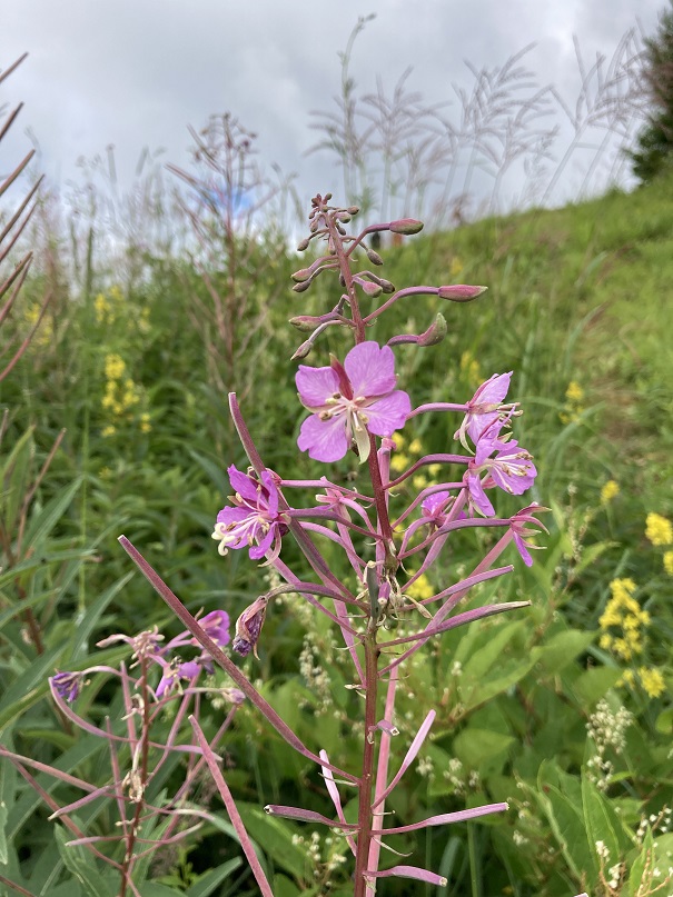 高地に咲く花-1