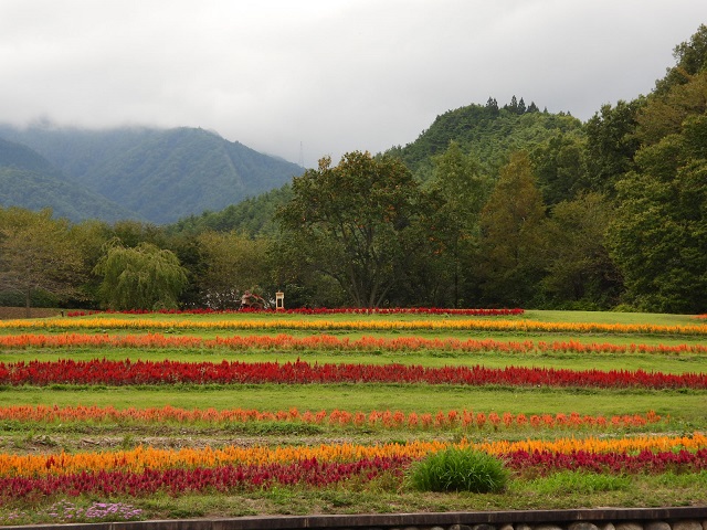 秋の花畑-2