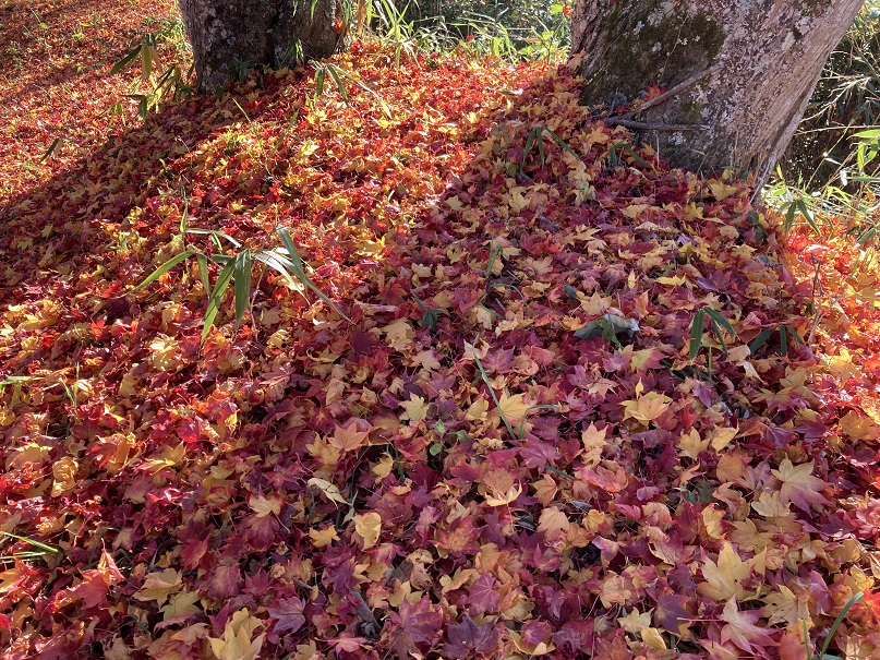 過行く秋の景色-2