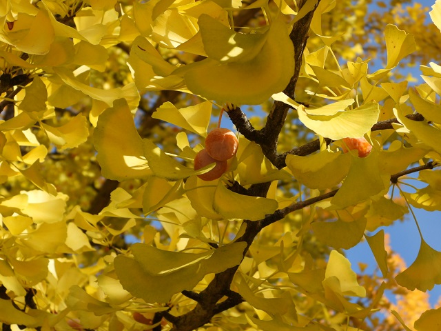 過行く秋の景色-3