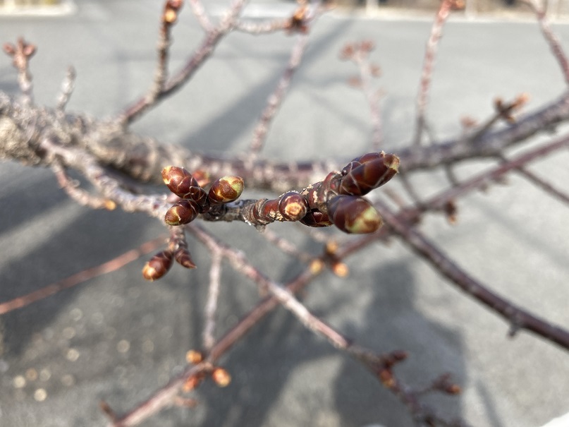 冬から春への風景-2