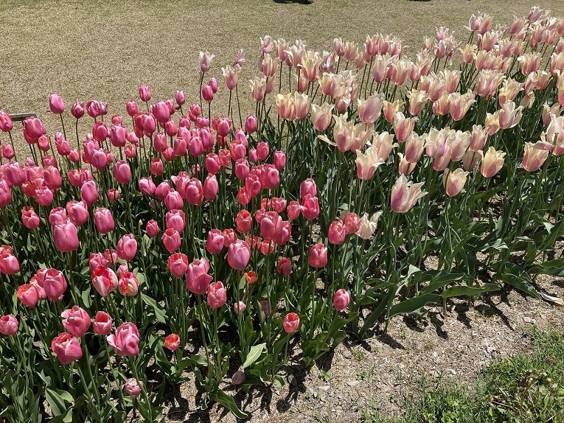 Photo_アルプスあずみの公園-3