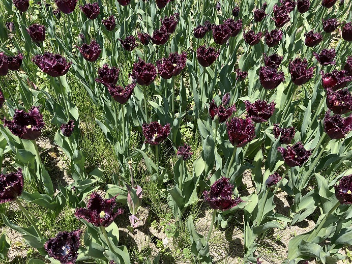 Photo_アルプスあずみの公園-4