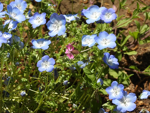 Photo_アルプスあずみの公園-5